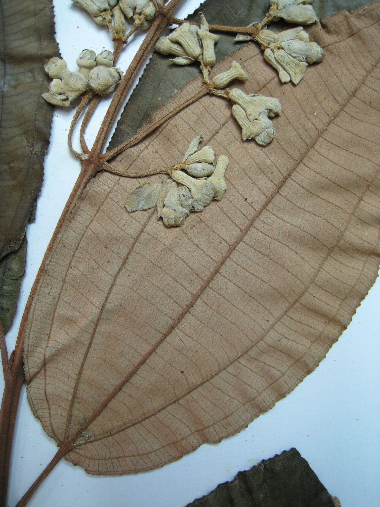 Miconia 5