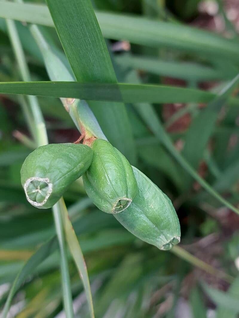 Iris selvatico 2