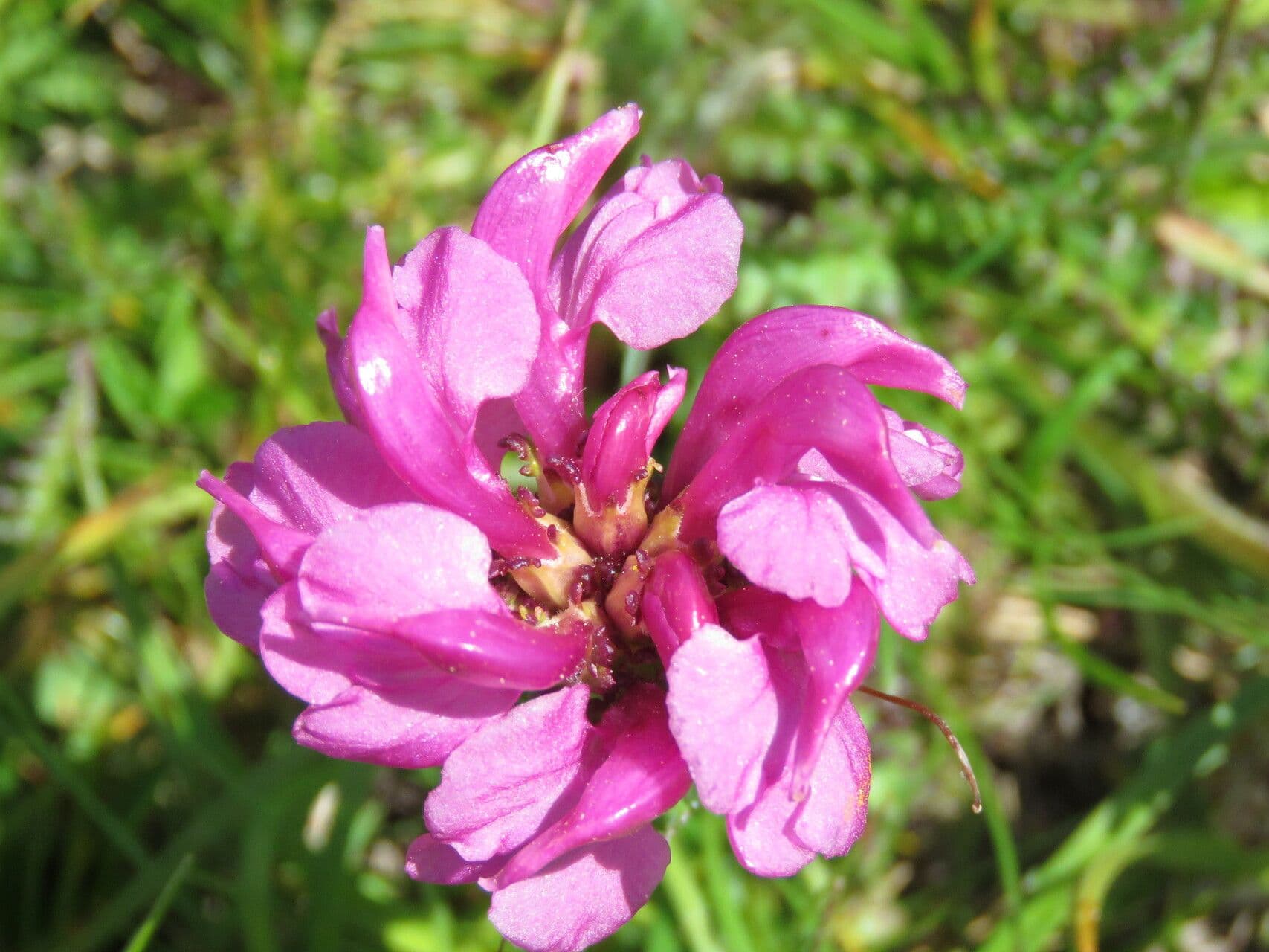 Vrbina pyrenejská 6