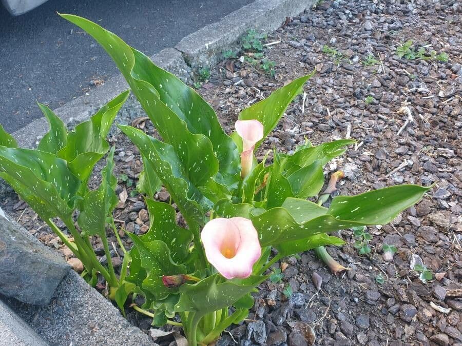 Calla 16