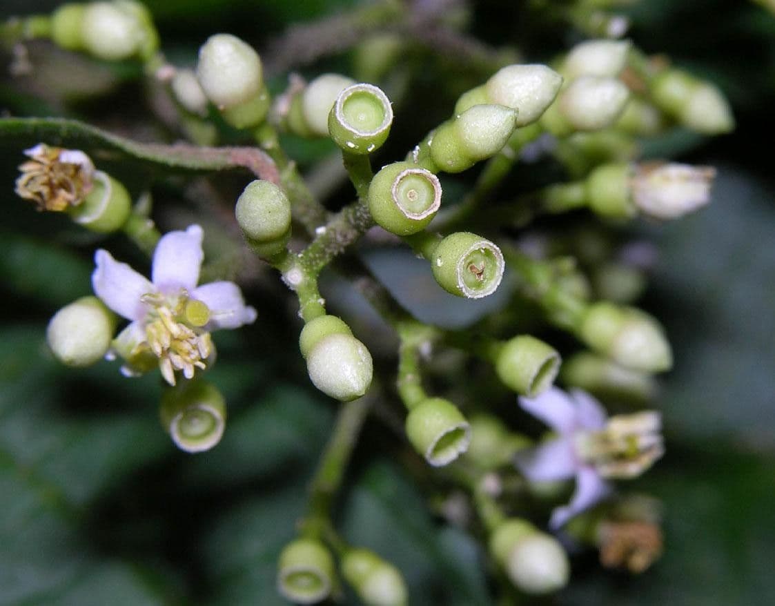 Conostegia micrantha 3