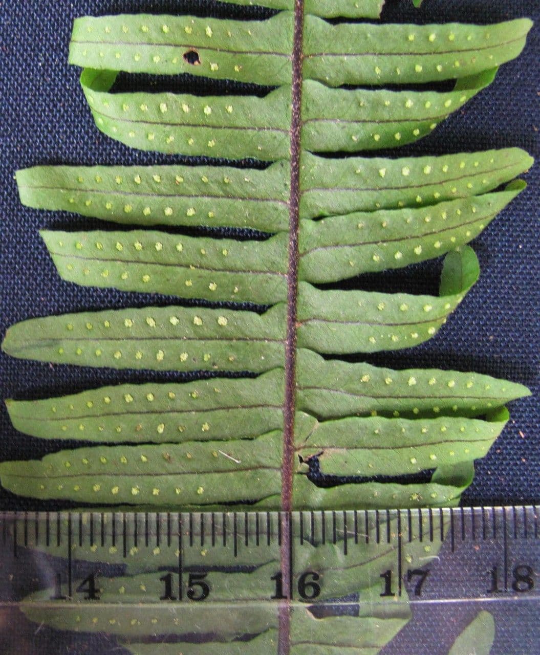 Pecluma 2