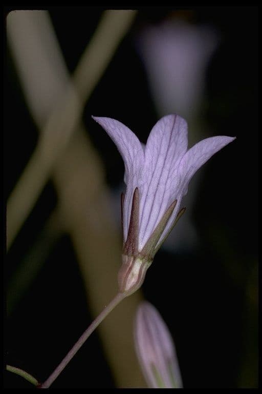 Campanula 2