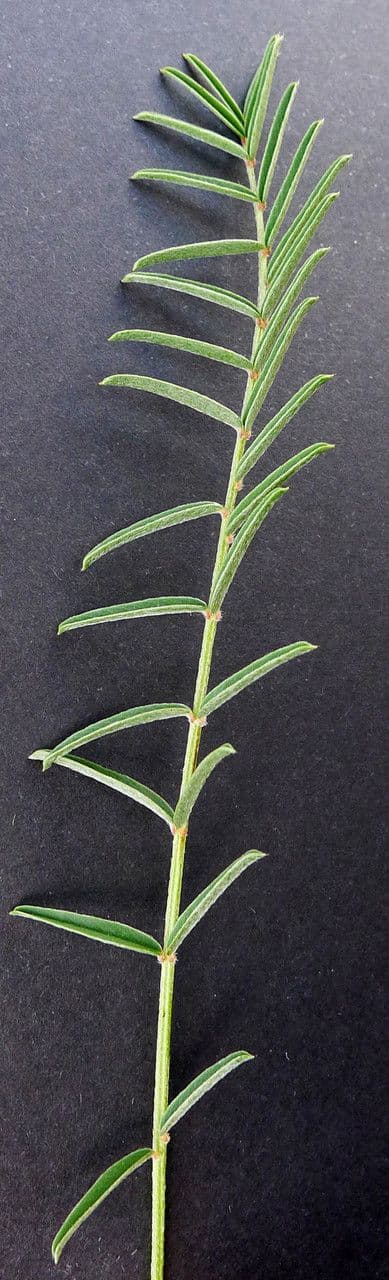 Serradella 25