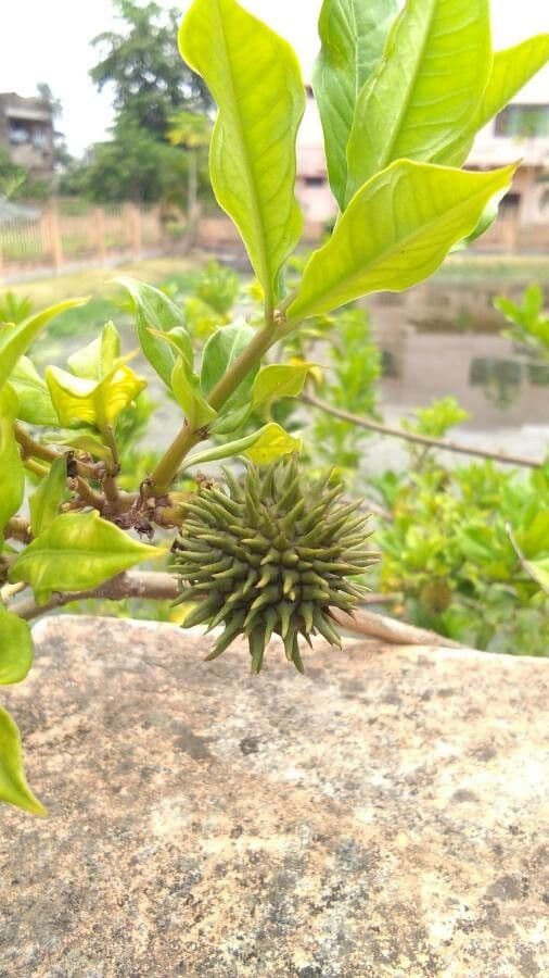 Busch-Allamanda