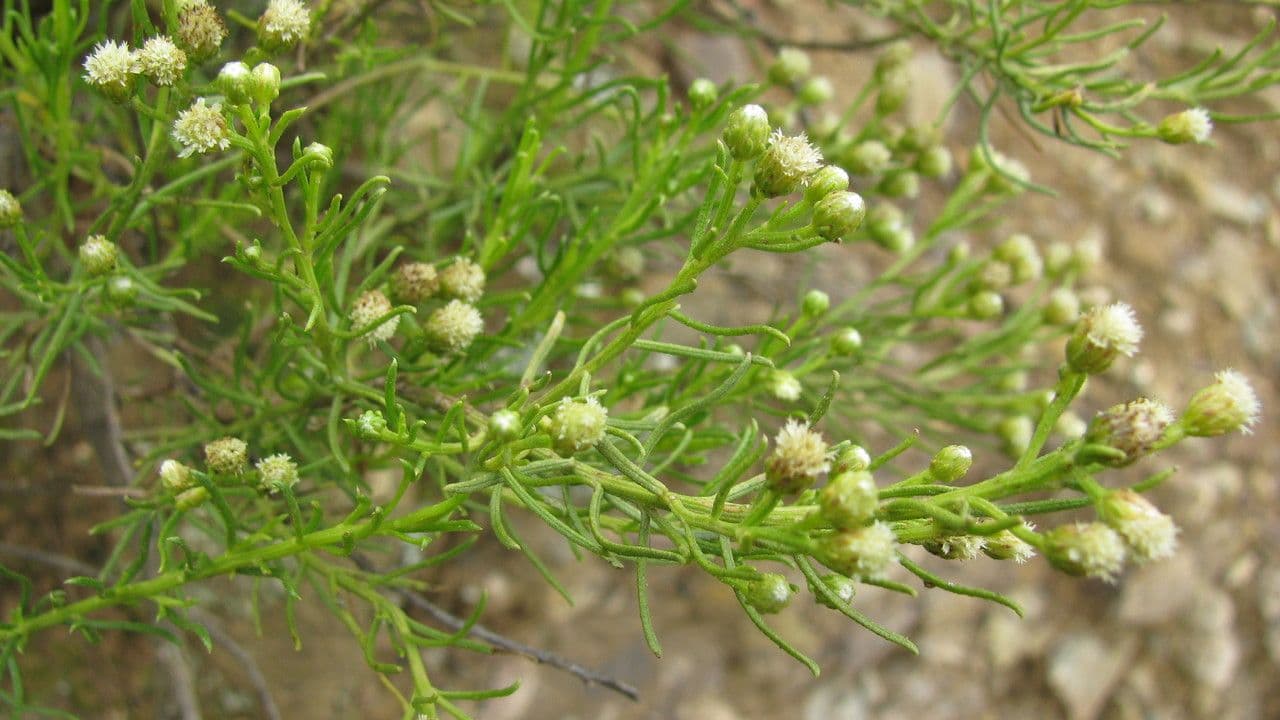 Baccharis 4