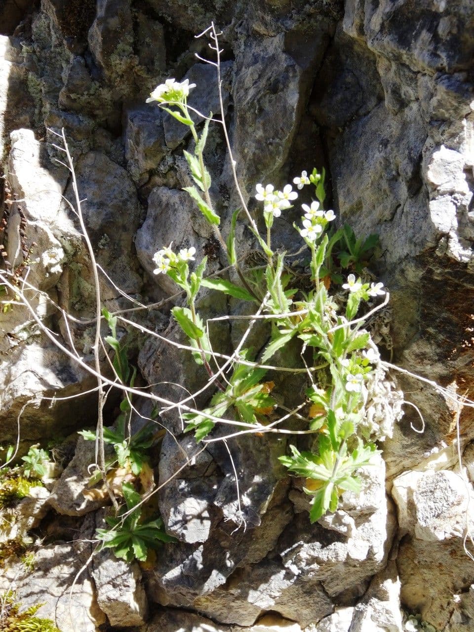Arabis nova 8