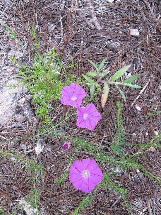 Ipomoea capillacea 6