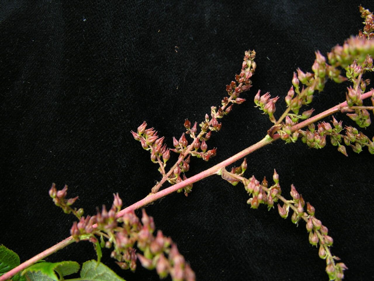 Spirea falsa alta 5
