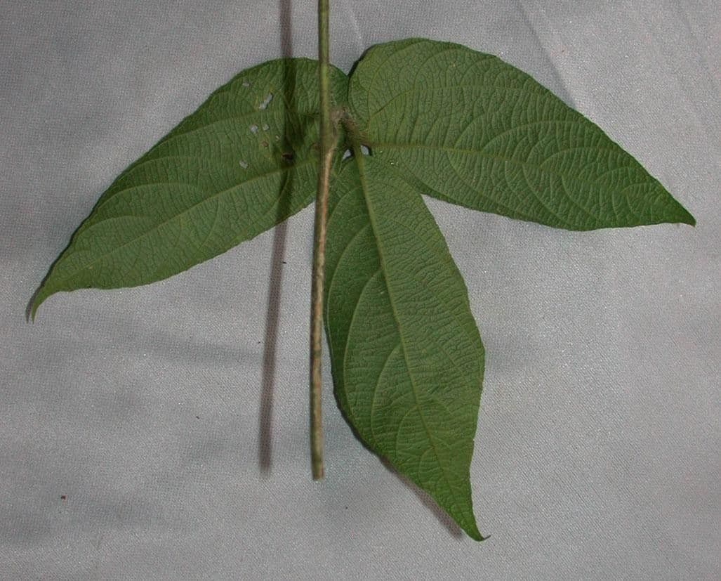 Dalechampia 17