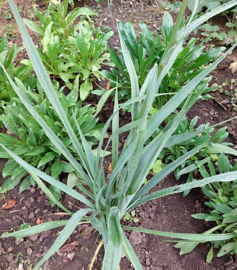 Yucca-Mannstreu 20