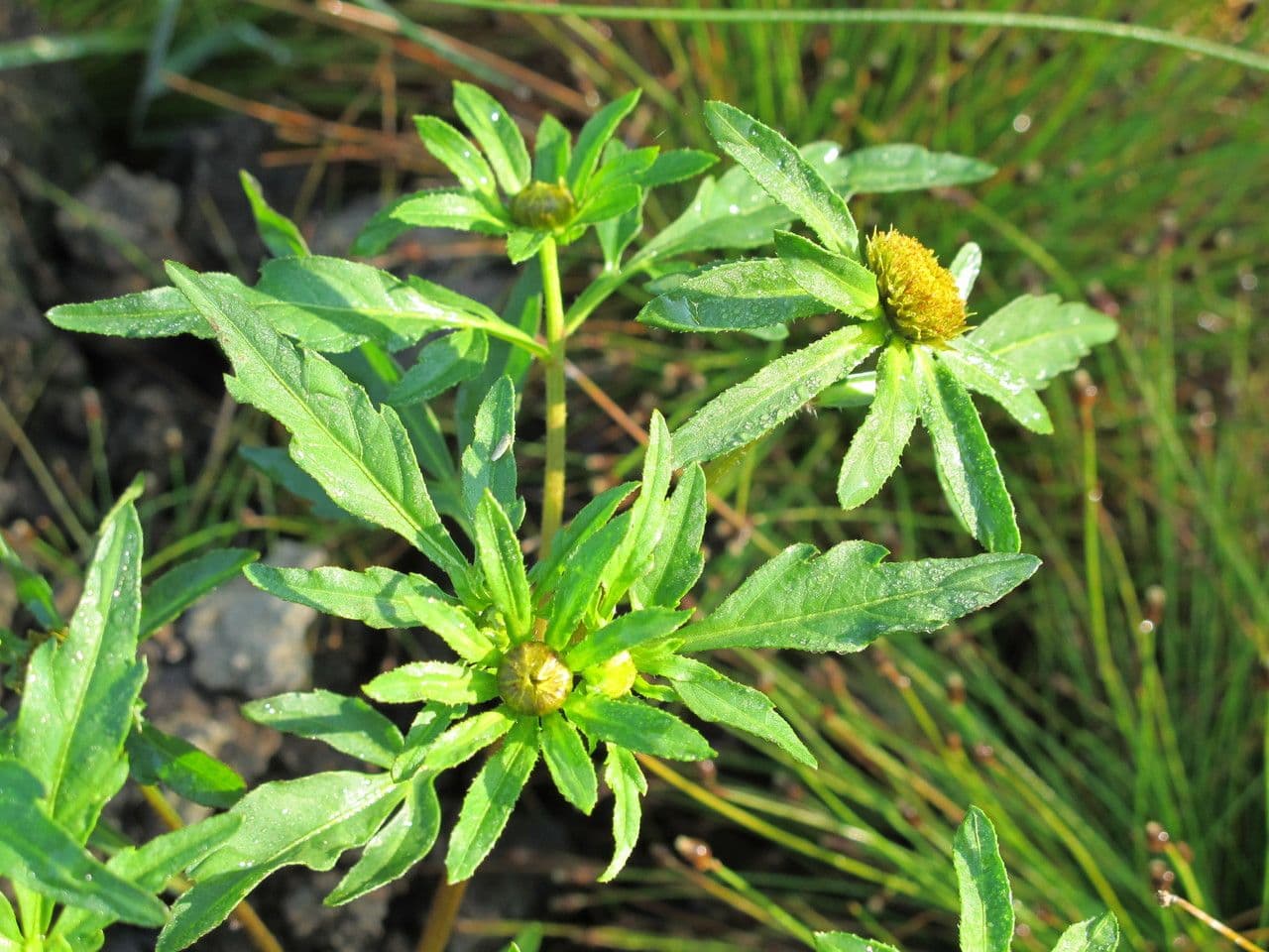 Bidens radiata 15
