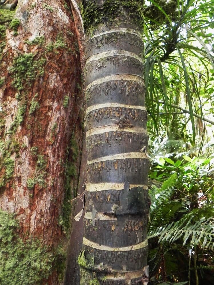 Cyphosperma 9