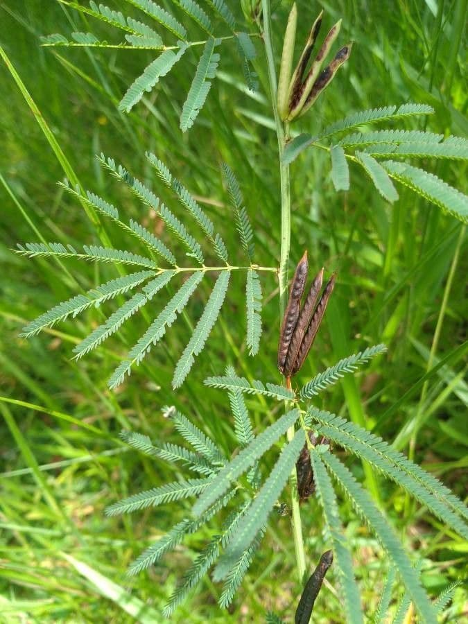 Desmanthus 7