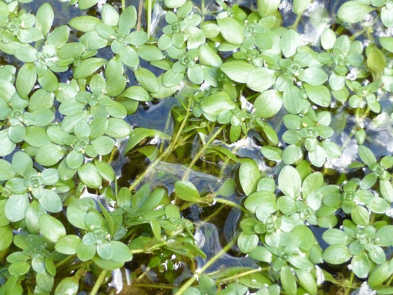 Callitriche brutia 14