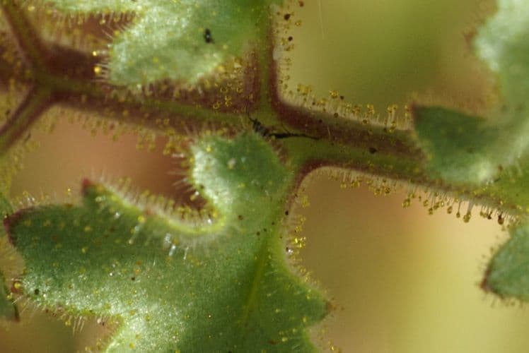 Facelia pedicellata 17