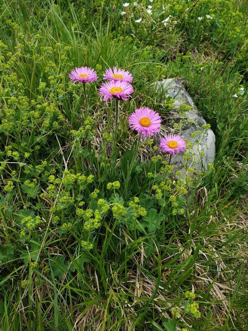 Erigeron caucasicus
