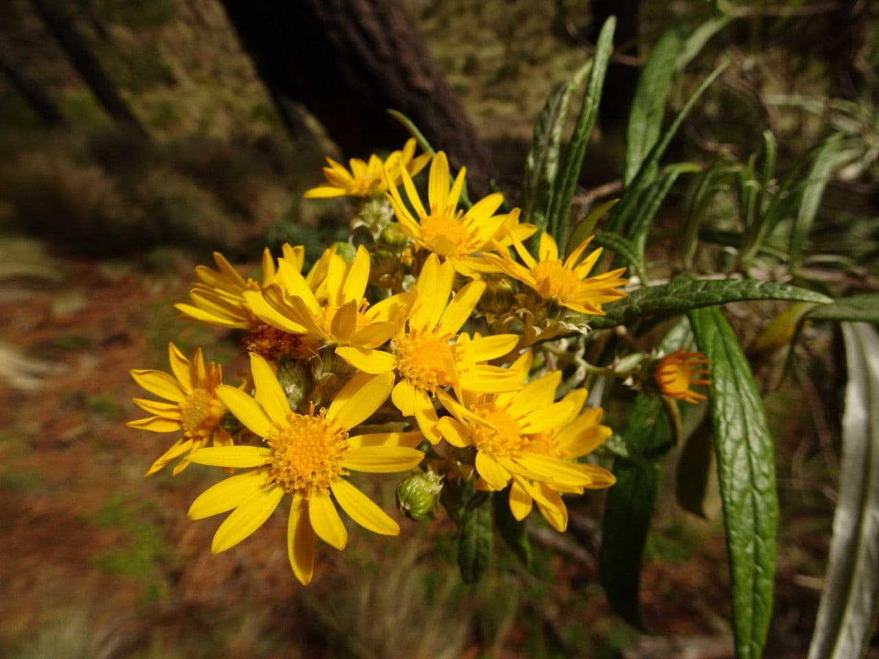 Senecio 2