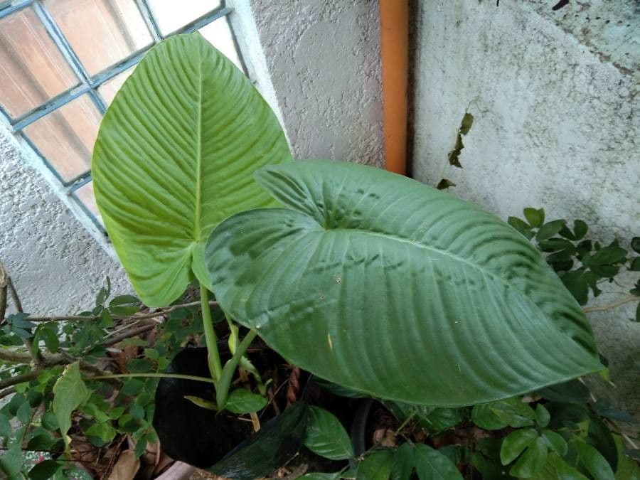 Rhaphidophora 2