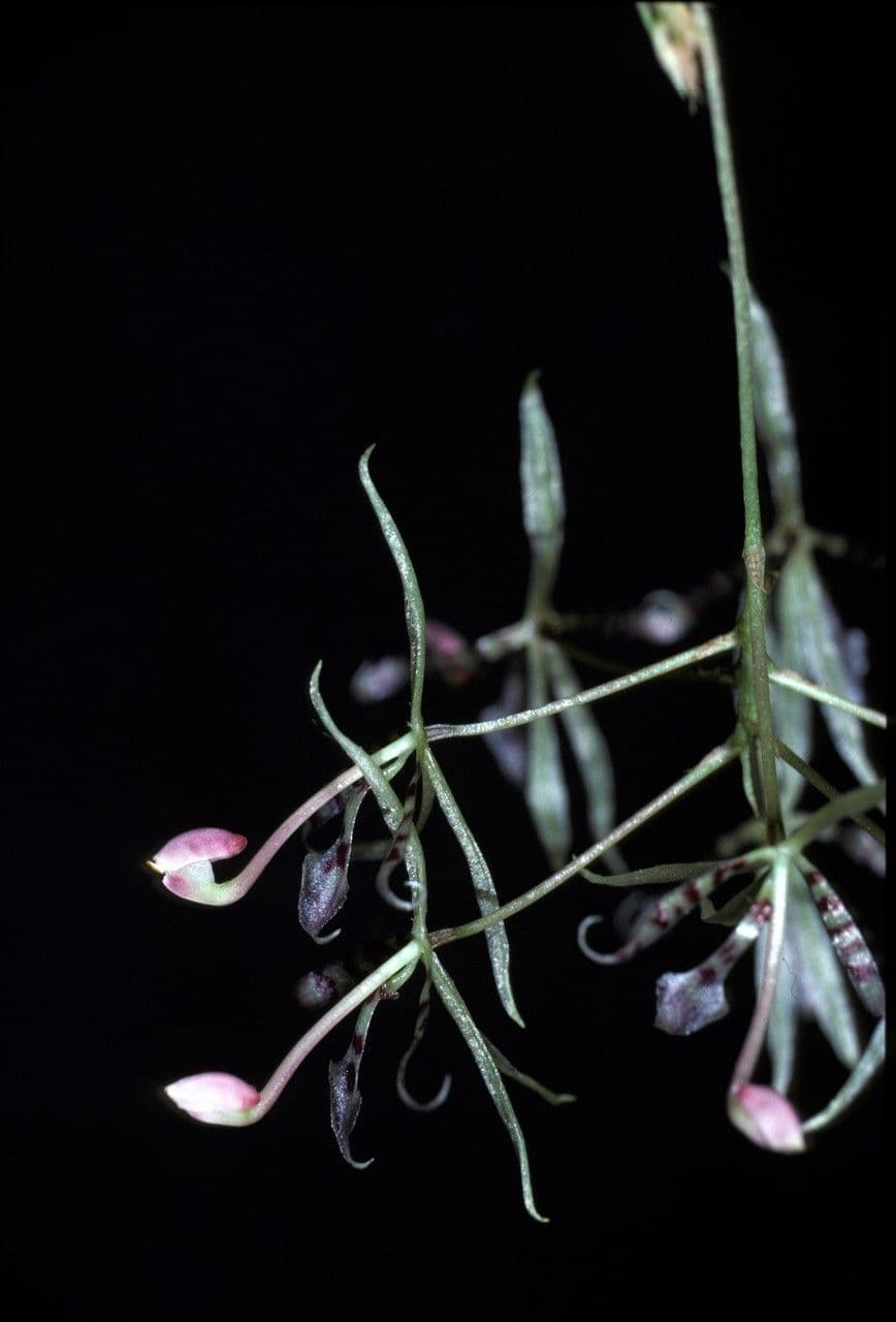 Macroclinium 2