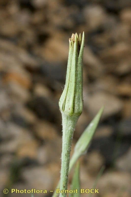 Třapatka Crocus 3