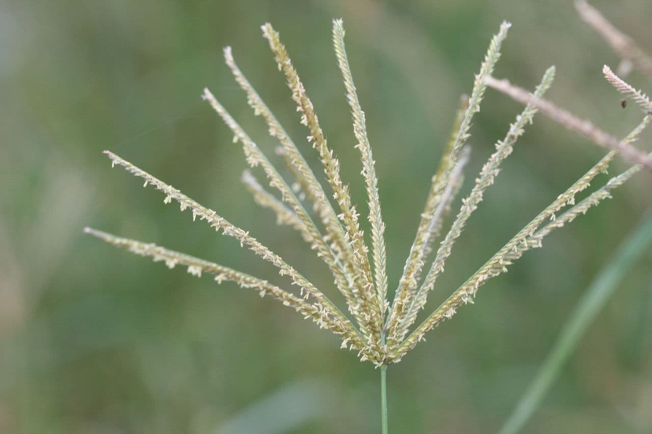 Rhodesgras
