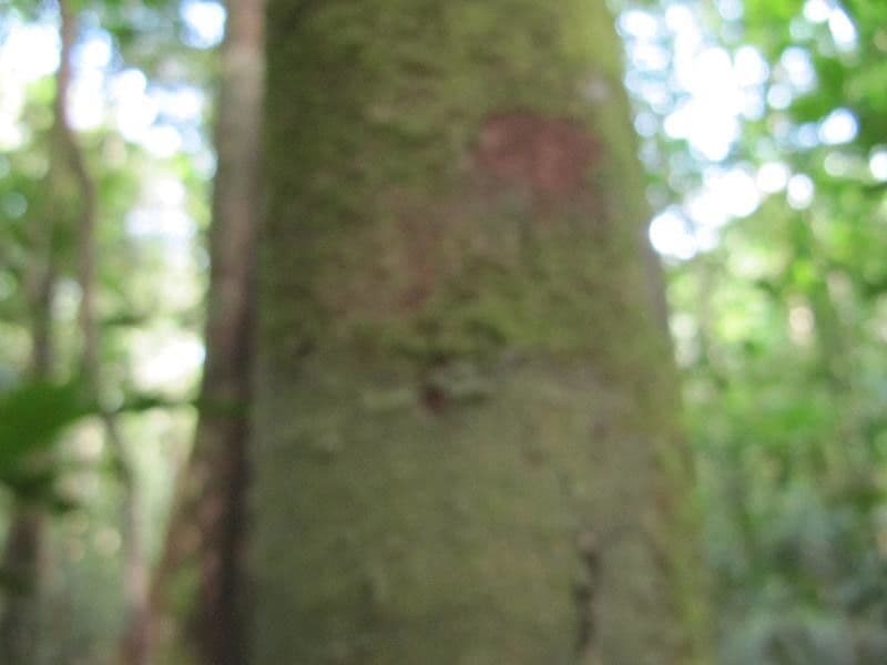Xylopia 5