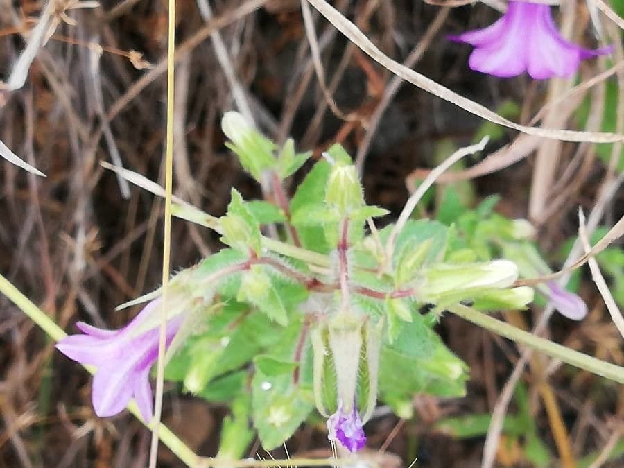 Campanula dichotomous 7