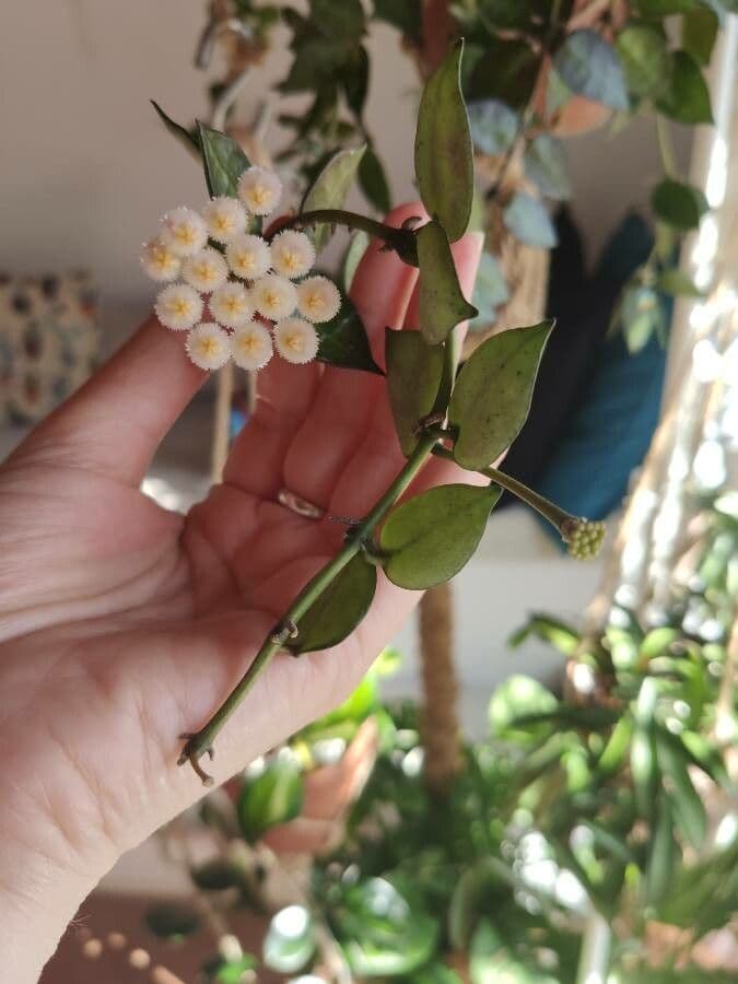 Hoya 2