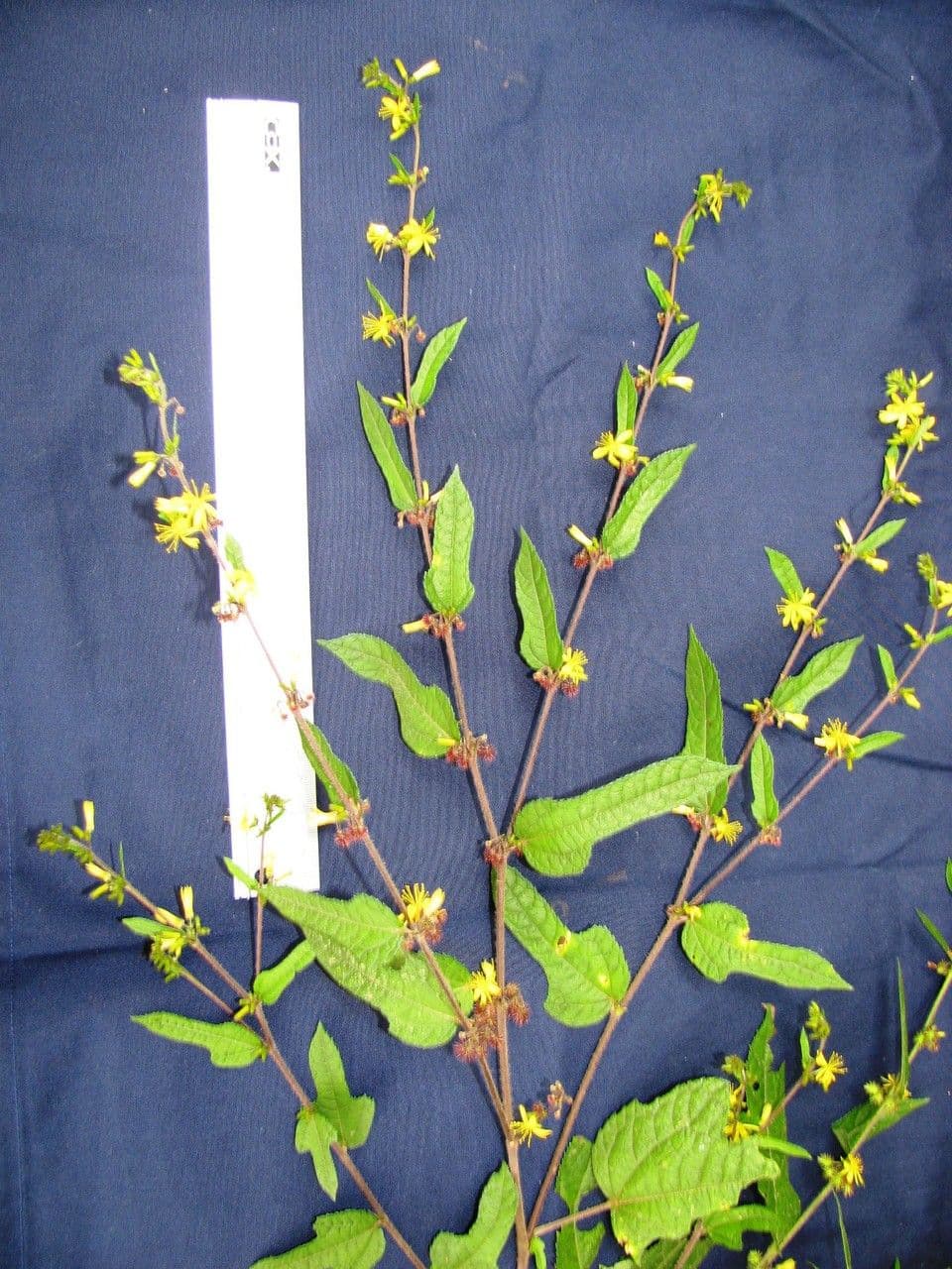 Triumfetta bogotensis 2