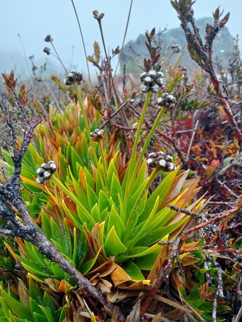 Paepalanthus 10