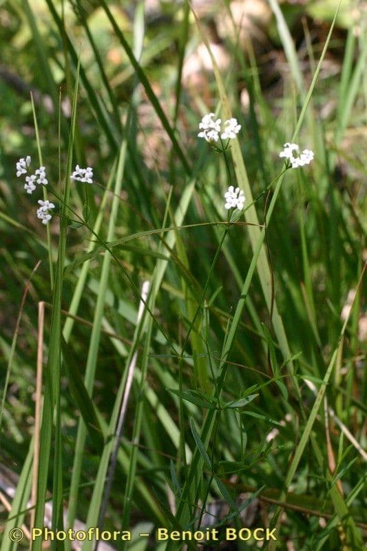 Asprella tintoria 7