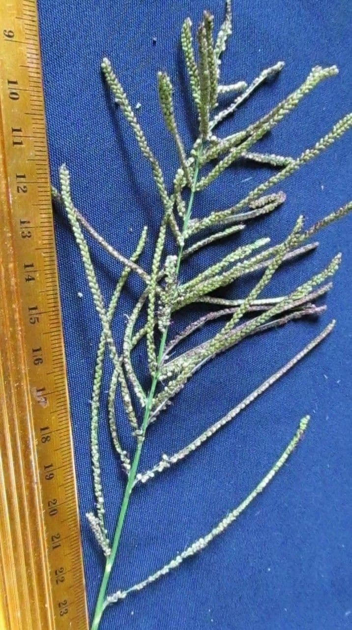Proso obecné 23