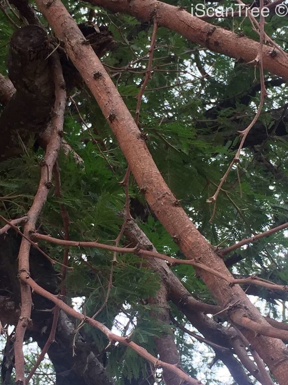 Vachellia gerrardii 8