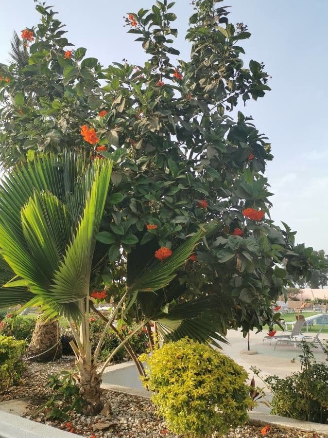 Cordia 19