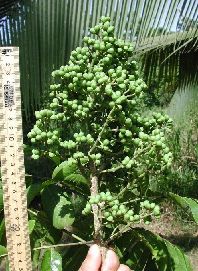 Zanthoxylum 16