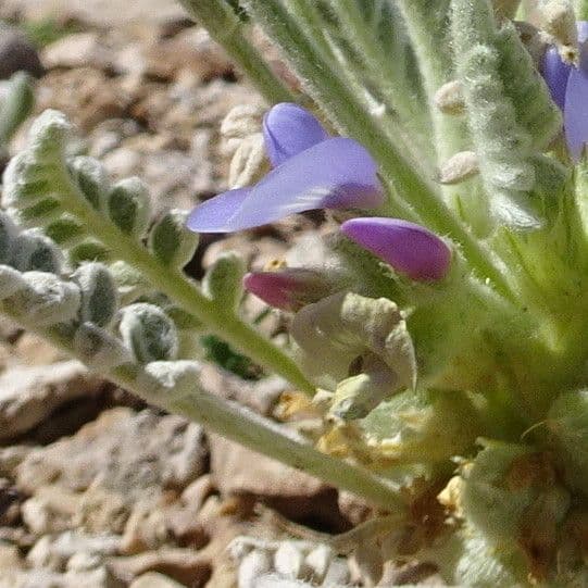 Astragalo 2