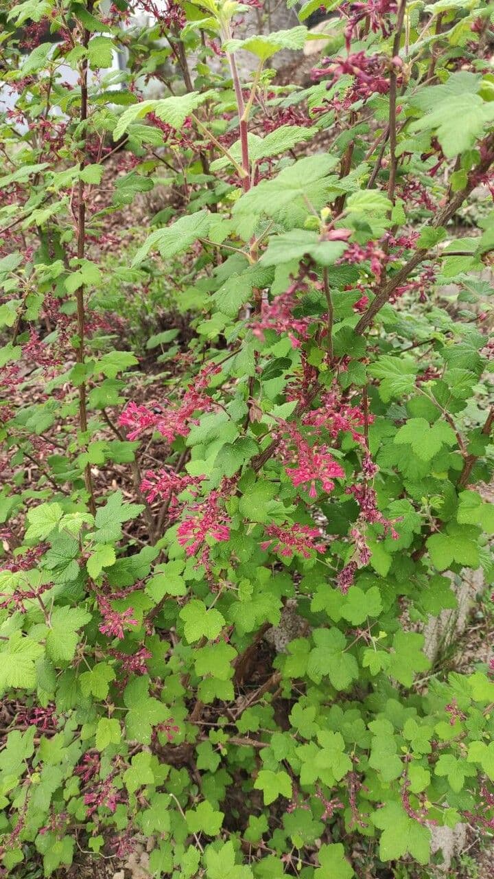Ribes a fiori 11