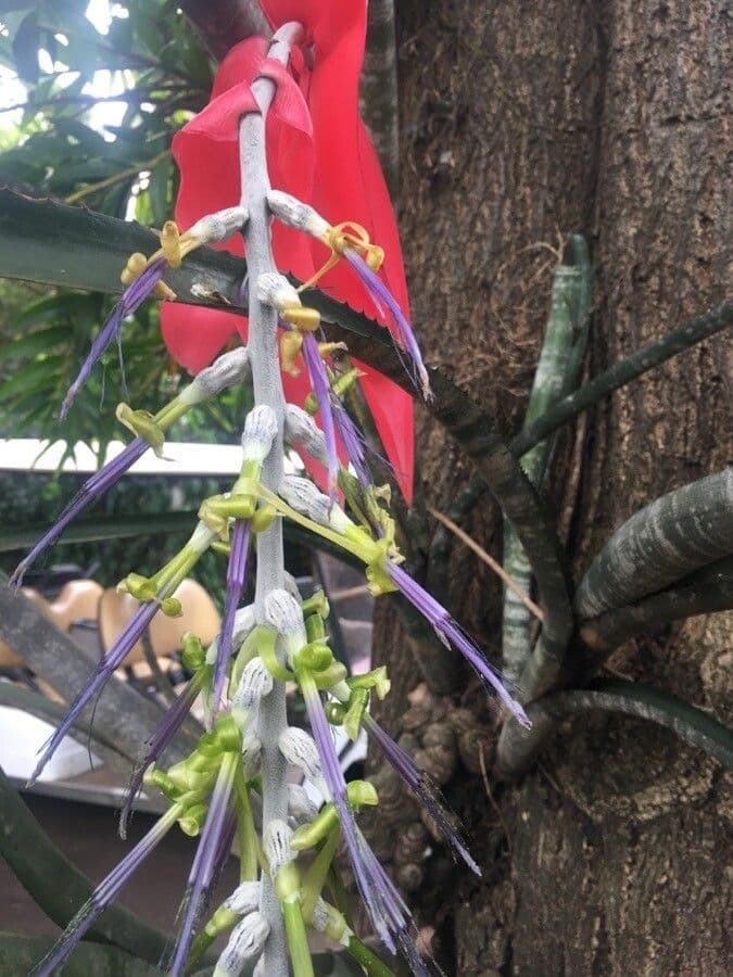 Billbergia 5