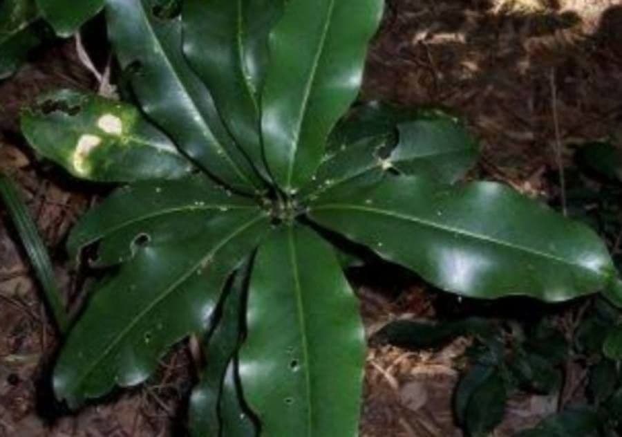 Acronychia