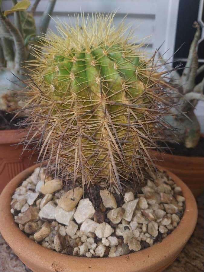 Echinocereus 12