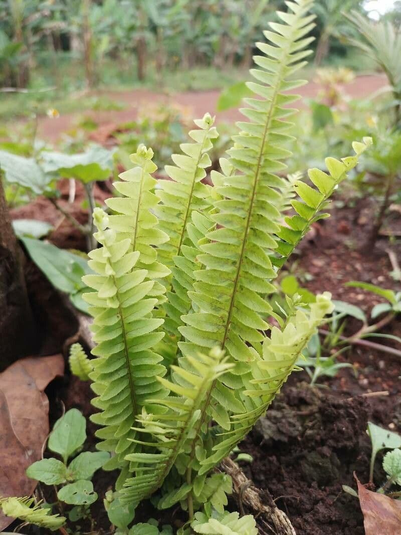 Nephrolepis cordifolia 2