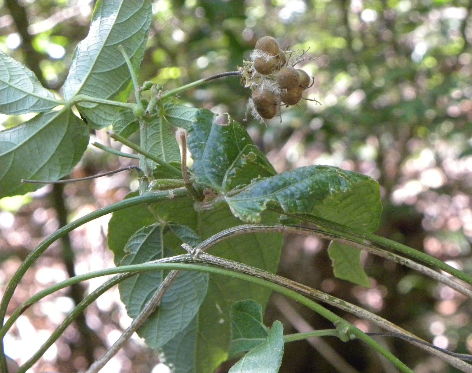 Dalechampie 3