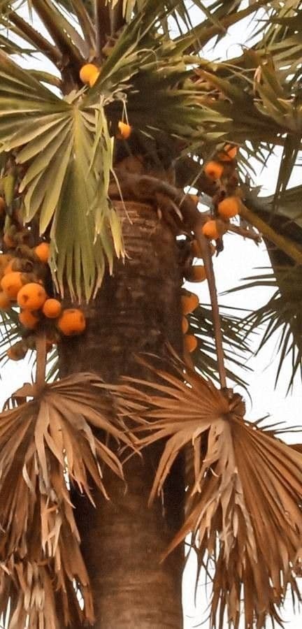 Palma cukrowa