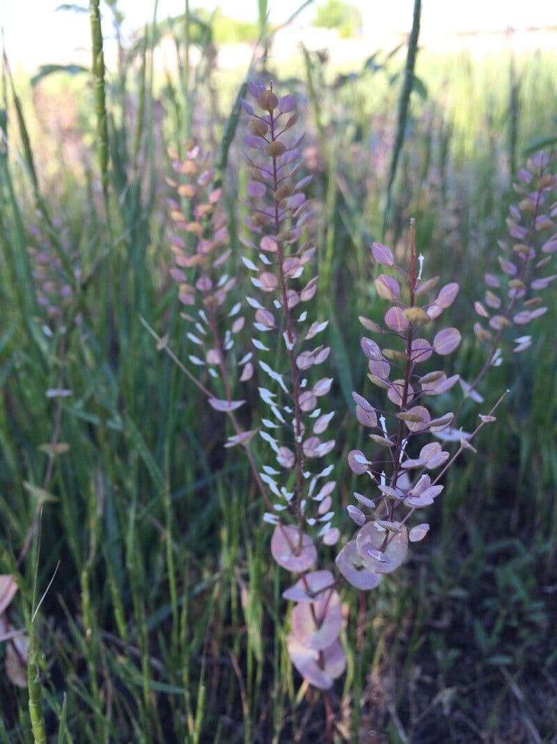 Lepidium perfoliatum 3