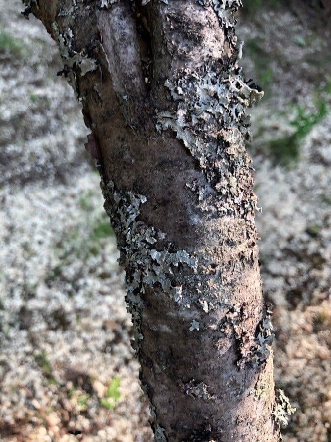 Hlošina stříbrná 23