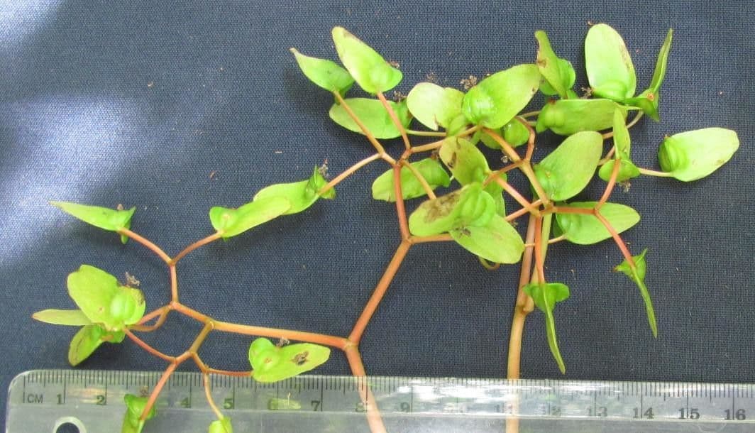 Begonia 21