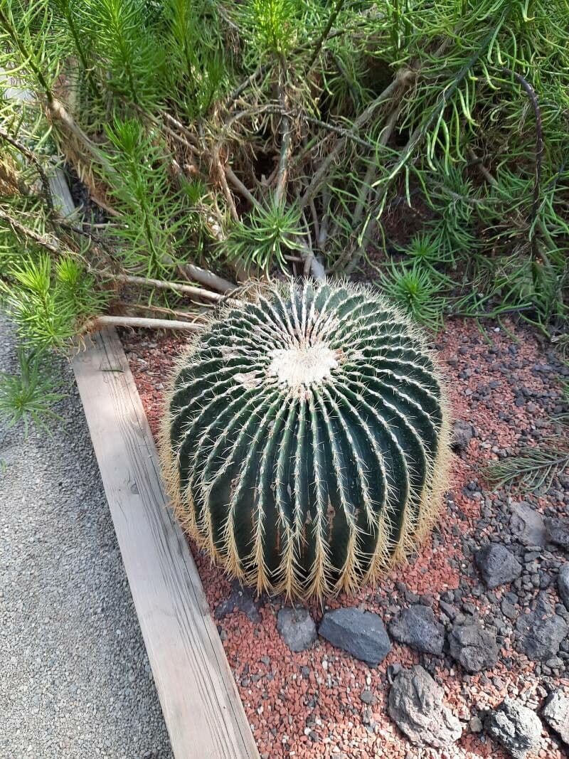 Echinocactus