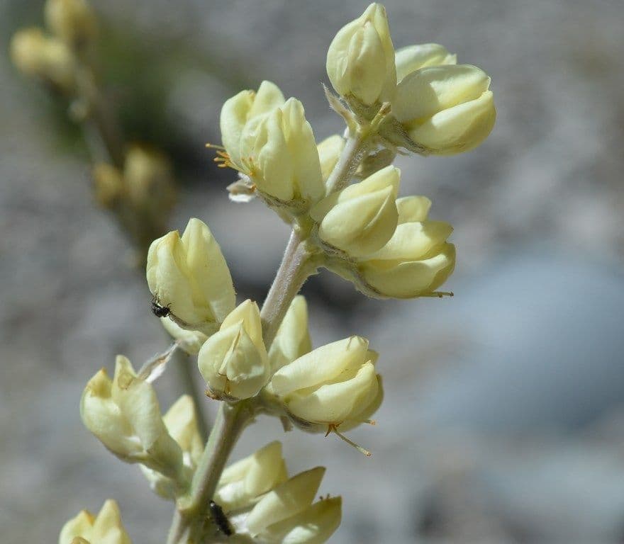 Langblättrige Lupine