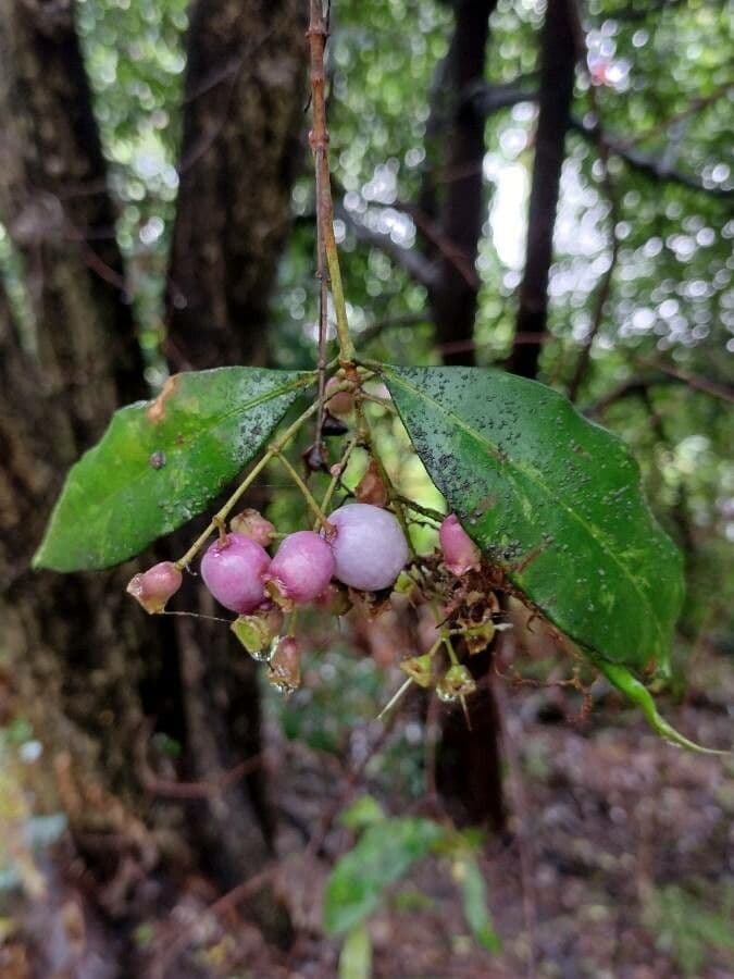 Syzygium 5
